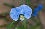 Whitemouth dayflower 